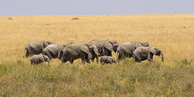 Ruaha Game Drive
